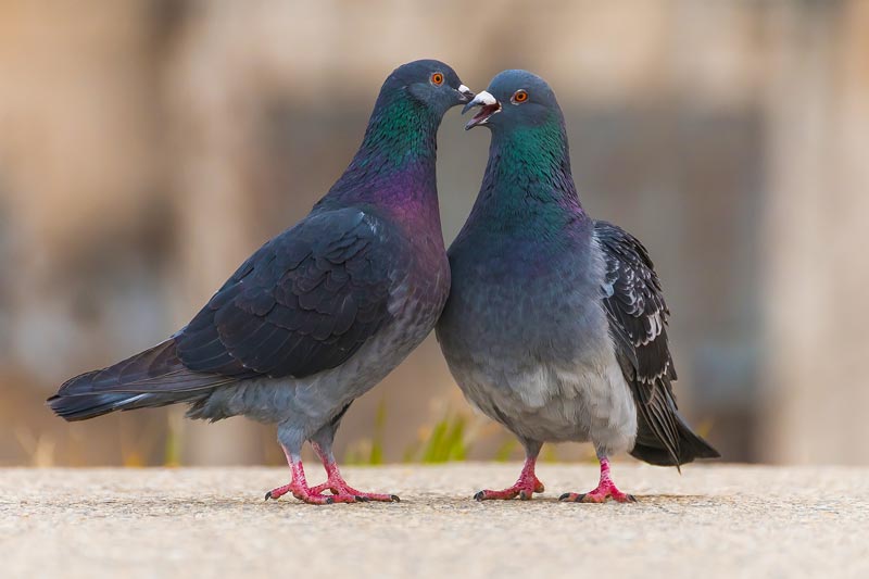 Deux pigeons en ville
