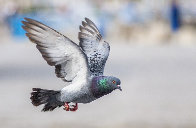 Pigeon volant