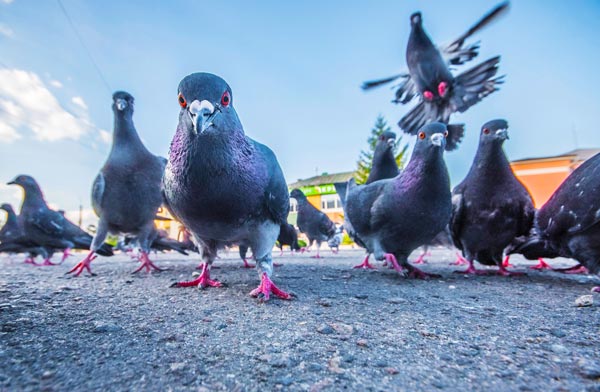 Des pigeons menacants