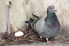 Pigeon devant ses oeufs